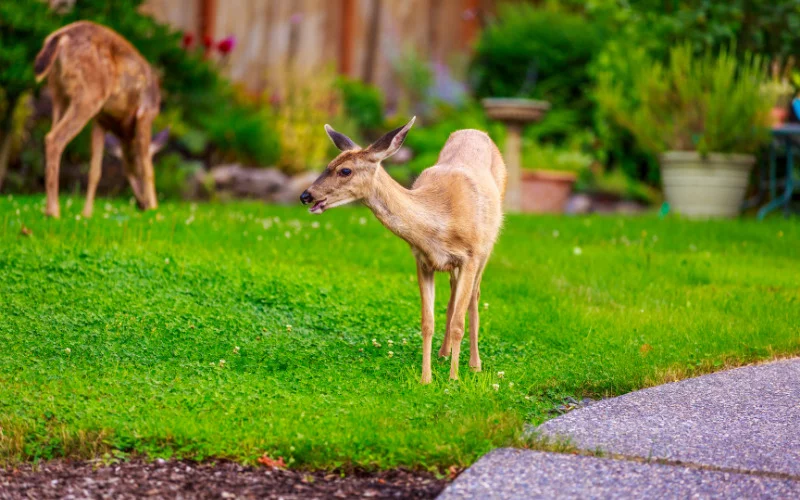 Feed Deer in Backyard