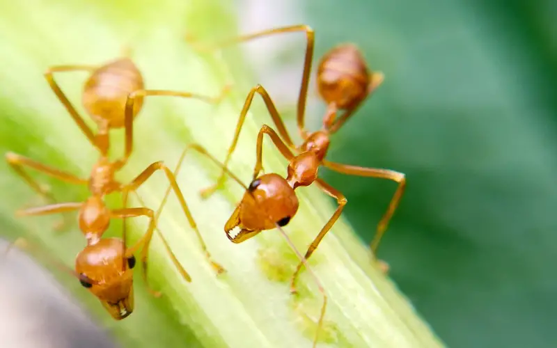 How to Get Rid of Ants in My Flower Pots Naturally