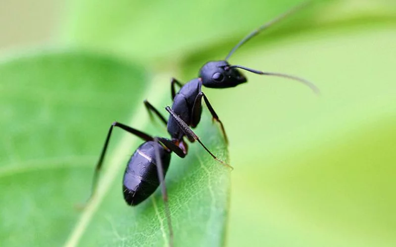How to Get Rid of Ants in My Flower Pots Naturally