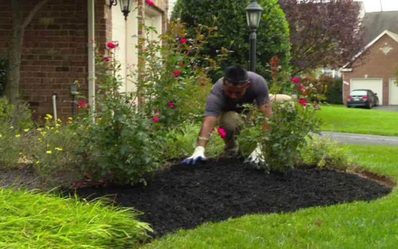 Mulch Your Lawn