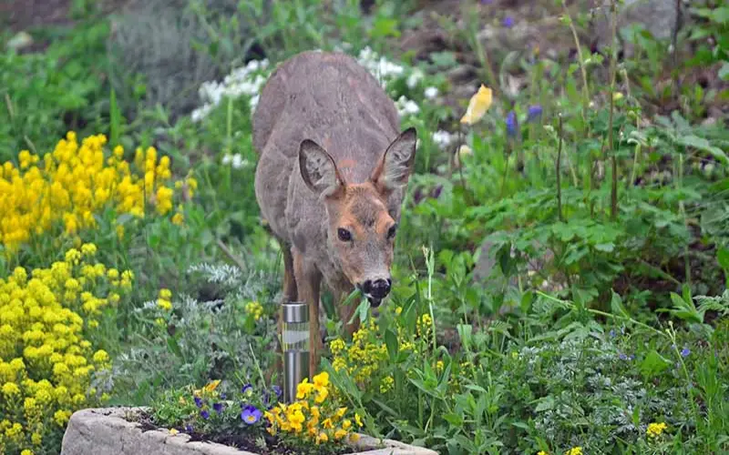 Will Hydrangeas Grow Back If Eaten By Deer