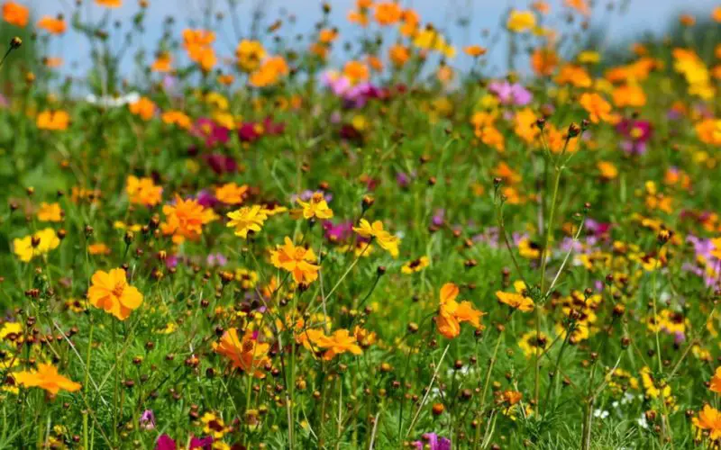 How About A Wildflower Garden