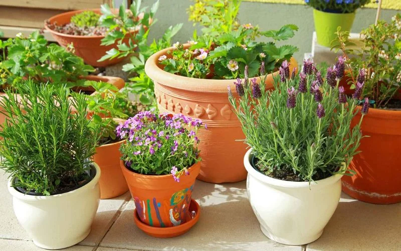 Floral Containers