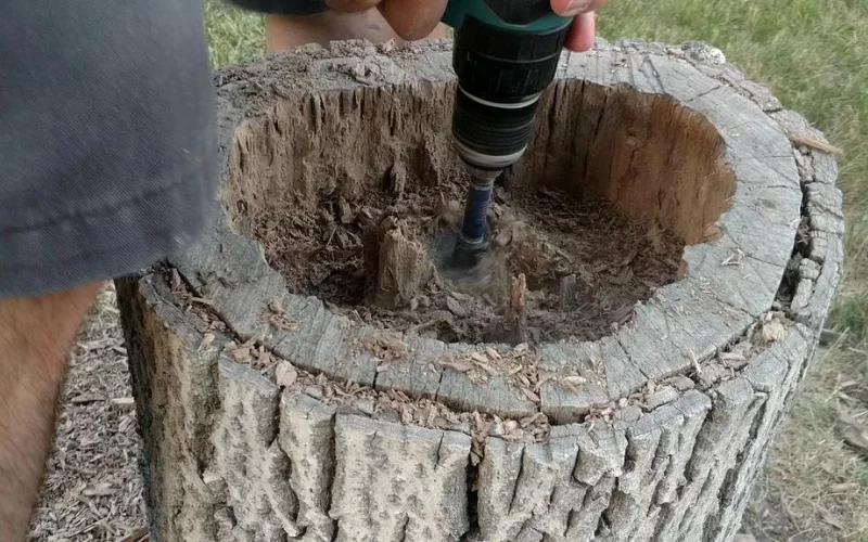 How to Hollow Out a Tree Stump