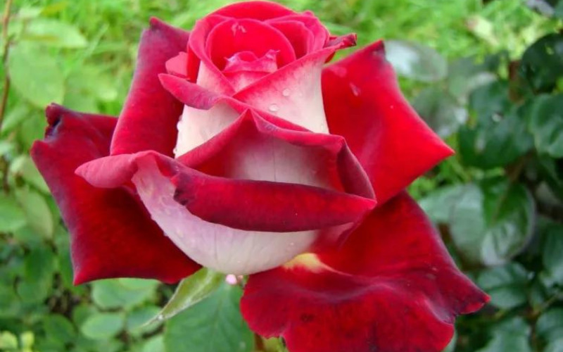 Is the Osiria Rose Real