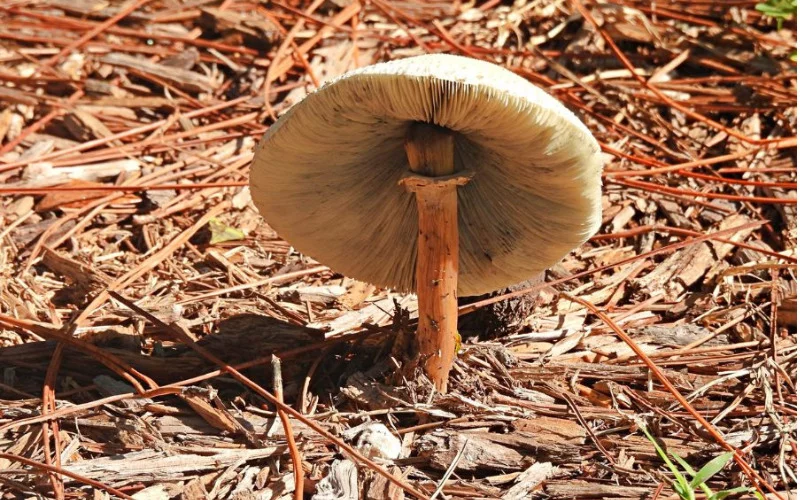 Mushrooms in Your Mulch