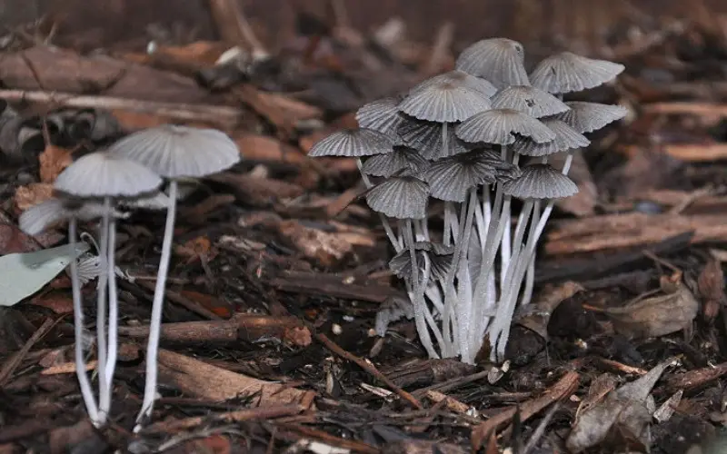 Mushrooms in Your Mulch