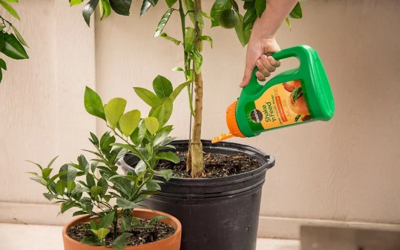 What Is The Best Citrus Tree Fertilizer