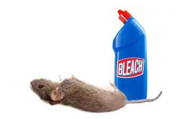 Do Rats Hate Bleach