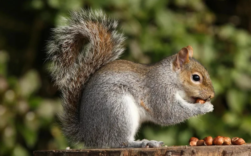 What Food is Toxic To Squirrels