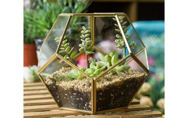 What Pots Are Good For Succulents