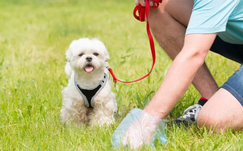 What To Do With Dog Poop In Yard