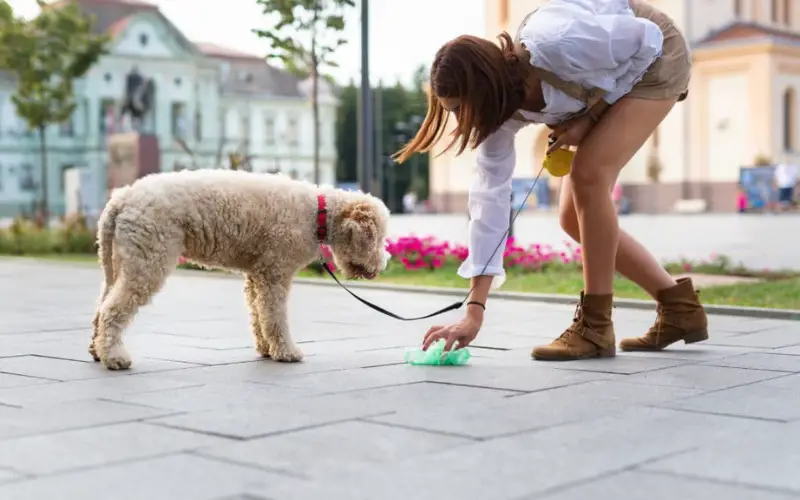 What To Do With Dog Poop In Yard