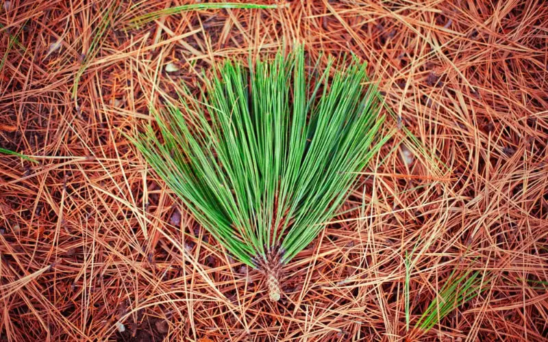 Composting Pine Needles and Cones