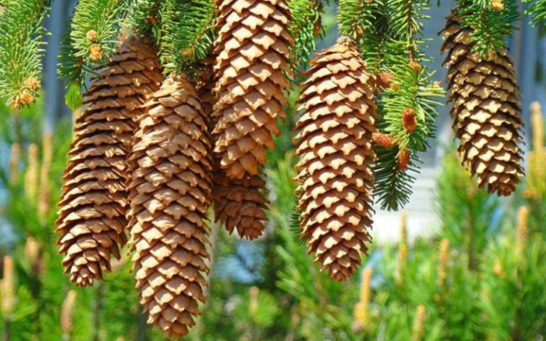 Composting Pine Needles and Cones (Fastest Method) - Backyard Caring