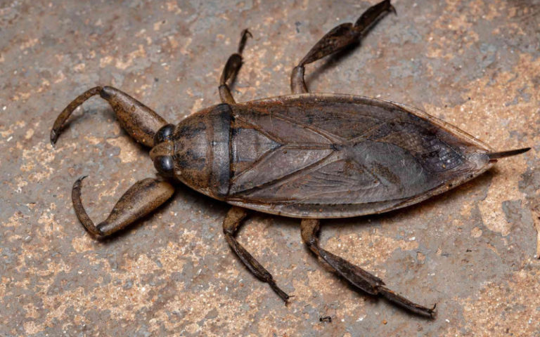 waterbugs in house