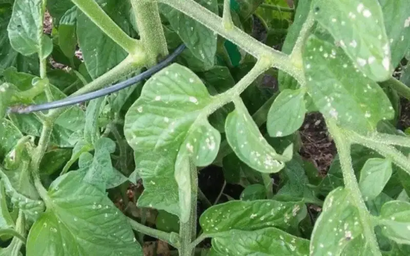 What Causes White Spots On Tomato Leaves