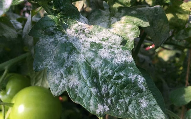 What Causes White Spots On Tomato Leaves