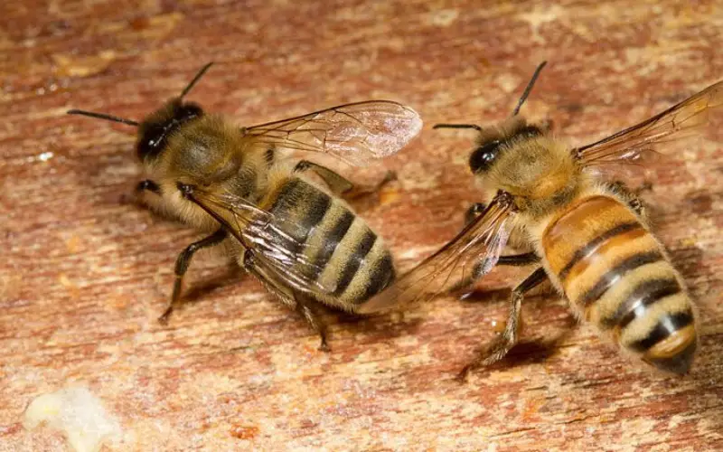 Do Honey Bees Live In The Ground
