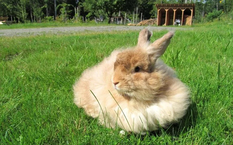 Important Things To Note About Raising An Angora Rabbit