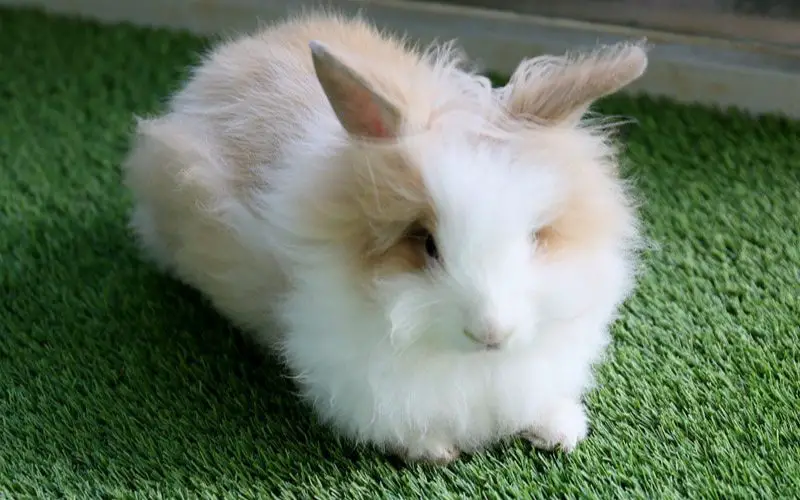 Are Angora Rabbits Good Pets?