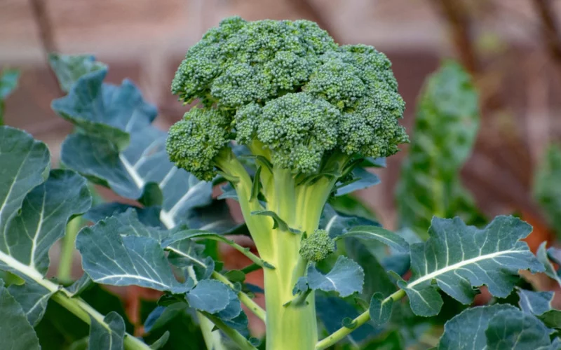 Do Broccoli Plants Produce More Than One Head
