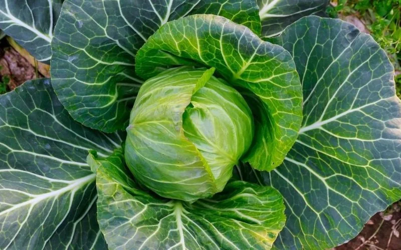 How Many Heads of Cabbage Per Plant