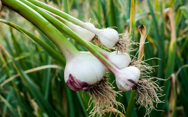 How To Plant Garlic Heads