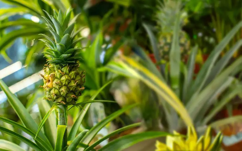 How To Plant a Pineapple Head