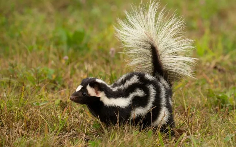 Do Skunks Eat Chickens?