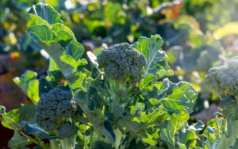 how many heads of broccoli per plant