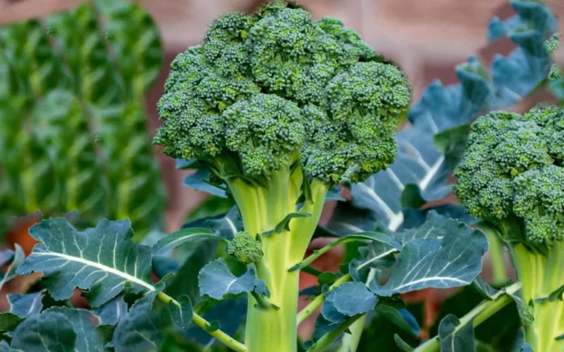 how many heads of broccoli per plant