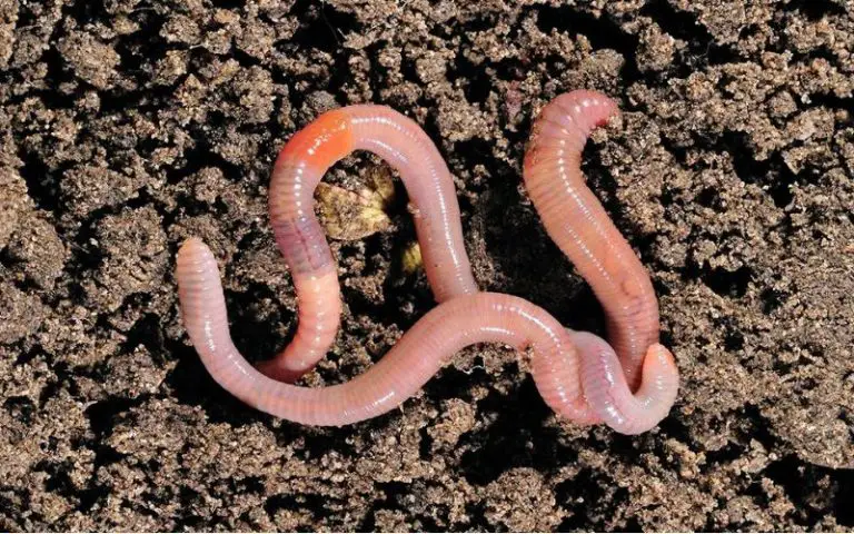 View of What Do Worms Eat And Drink? - Backyard Caring