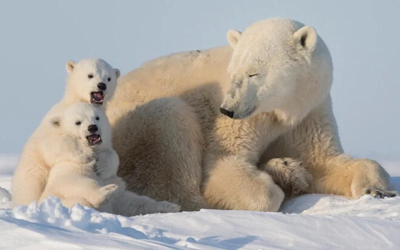 Fun facts about polar bears