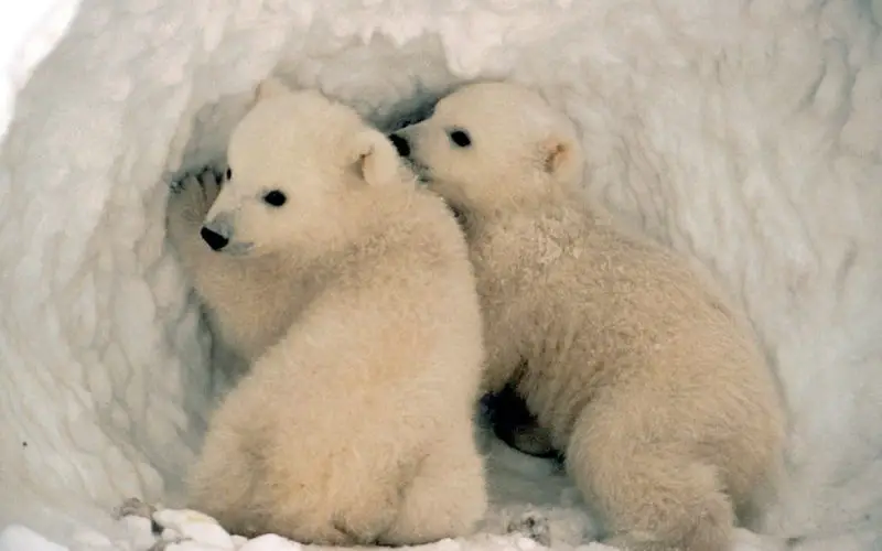 Threats faced by polar bears