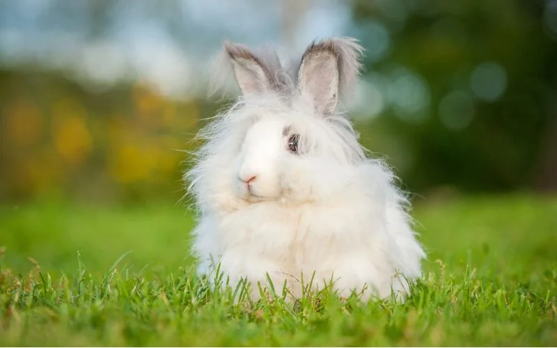 Are Angora Rabbits Good Pets?