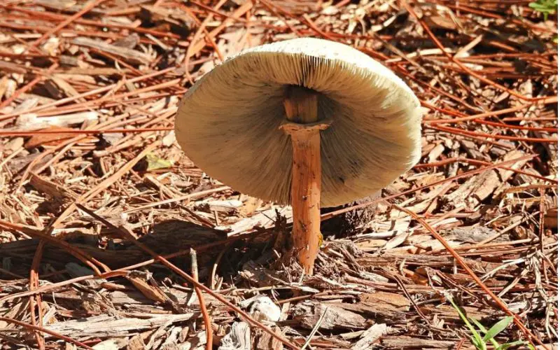 The World Of Mushrooms