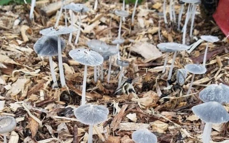 Types Of Mushroom Poisoning