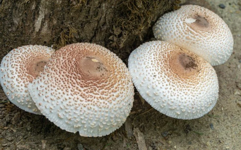 Are Mushrooms That Grow In Mulch Poisonous?