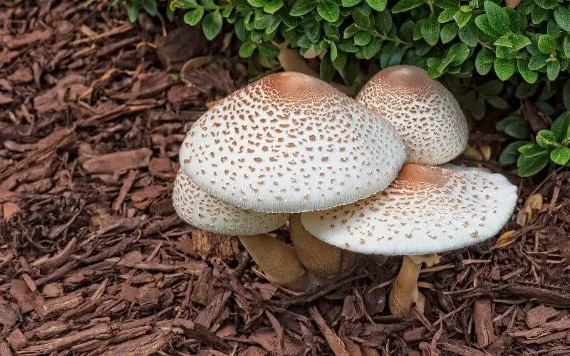 Are Mushrooms That Grow In Mulch Poisonous?
