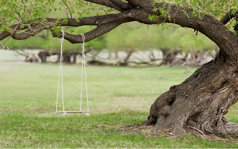 How Do You Know If A Tree Branch Can Hold A Swing?