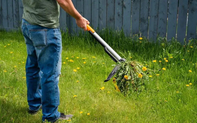 How To Use Dandelion Removal Tool