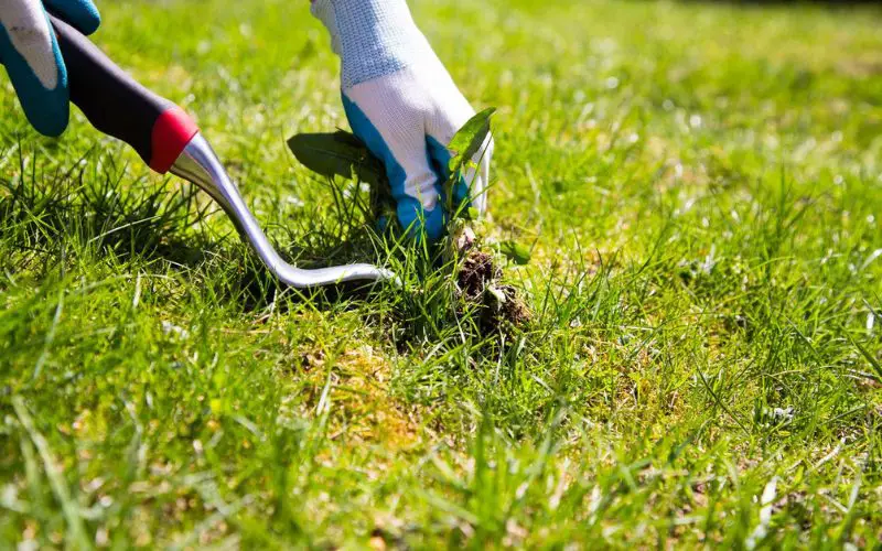What Are The Advantages of Pulling Weeds?