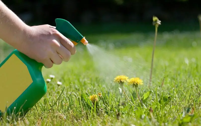 Killing Dandelions In Lawn With Vinegar (Step by Step)