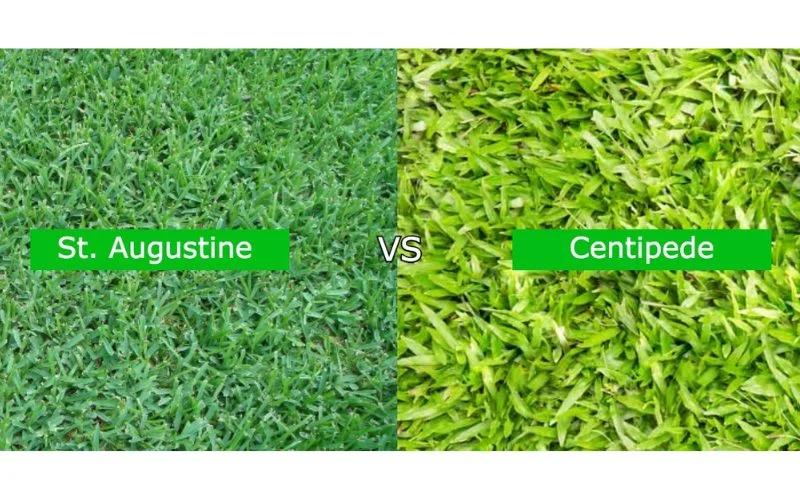 St Augustine Grass vs. Centipede Grass