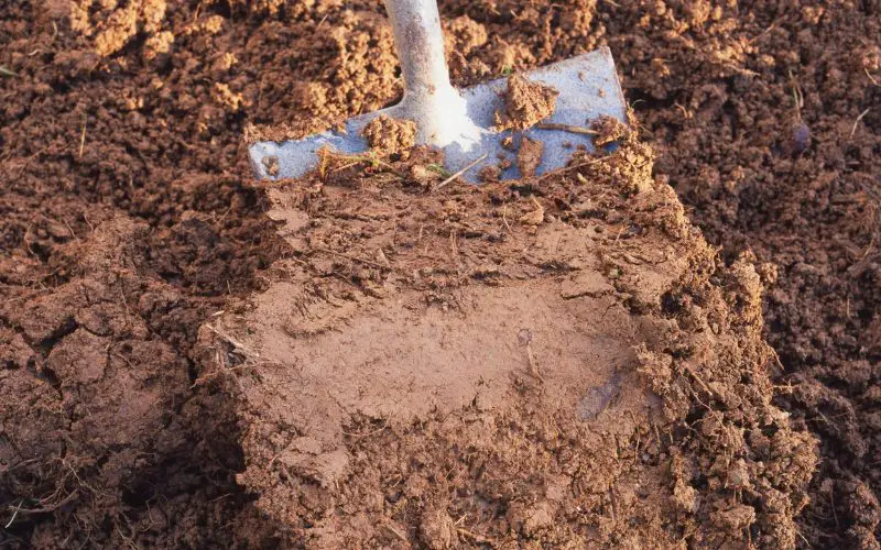 How to amend clay soil without tilling