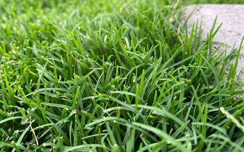 Tahoma 31 Bermudagrass