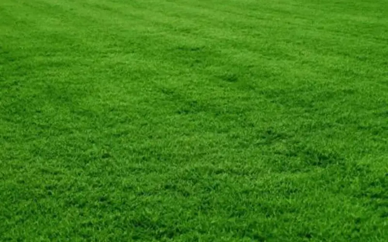 Latitude 36 Bermudagrass