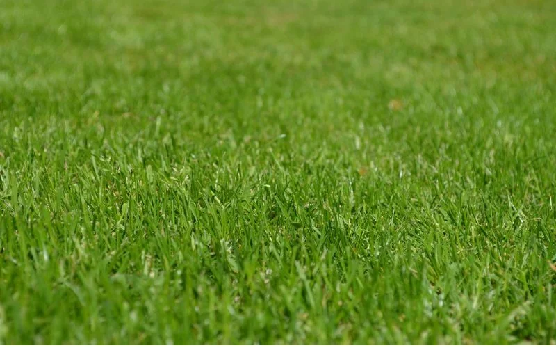 Is Bermuda Grass Good In Texas?