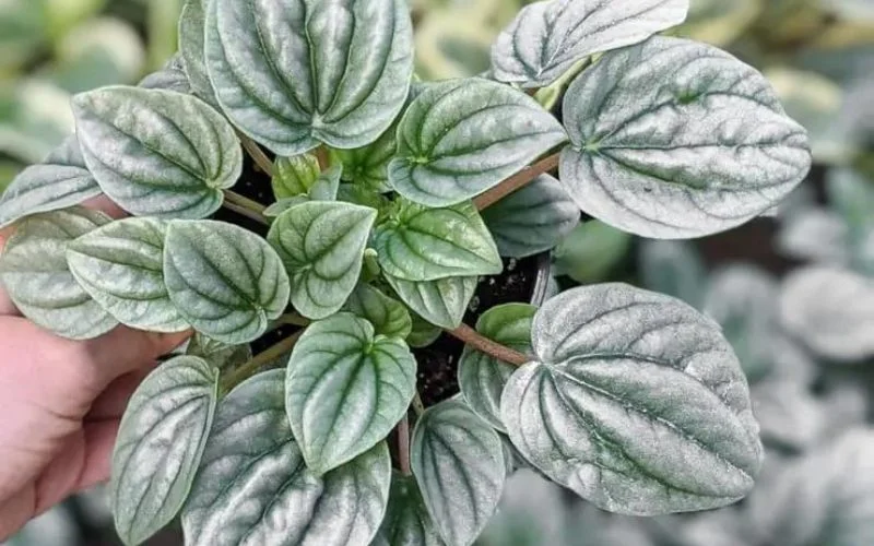 Is peperomia frost easy to care for?
